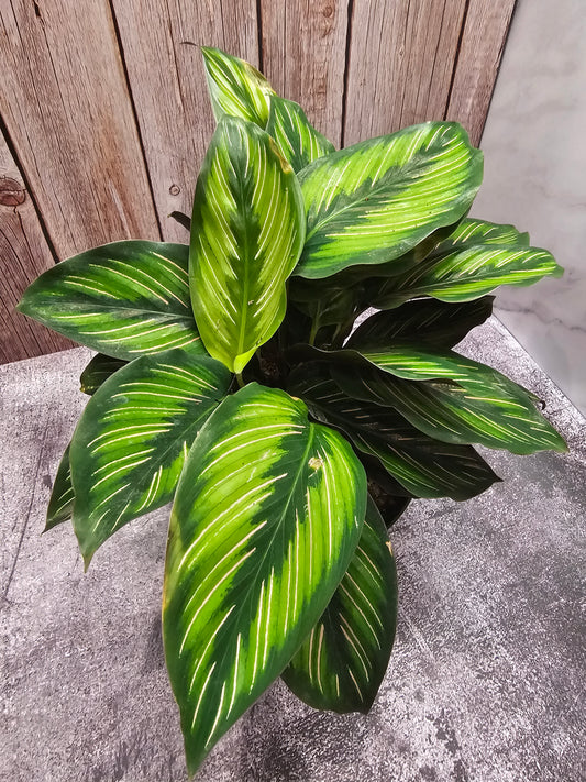 Calathea Beauty Star in Growers pot