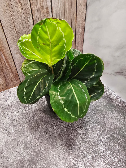 Calathea Jungle Rose in growers pot