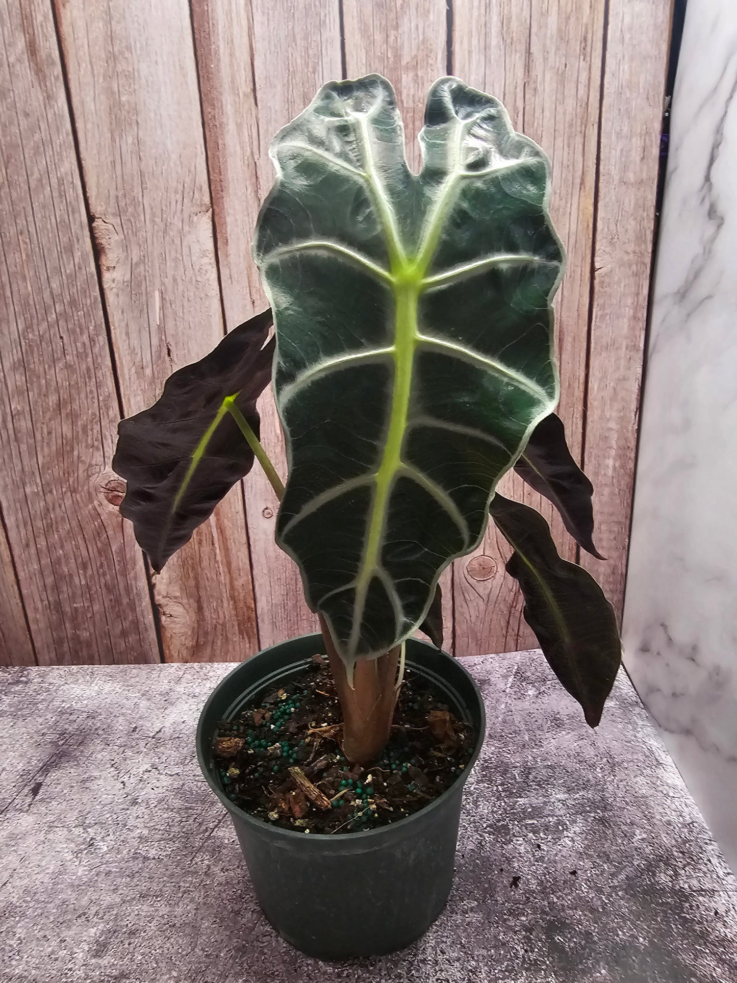 Alocasia Polly in growers pot