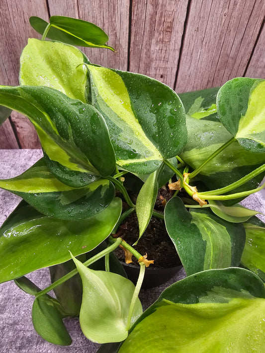 Philodendron Brazil in growers pot