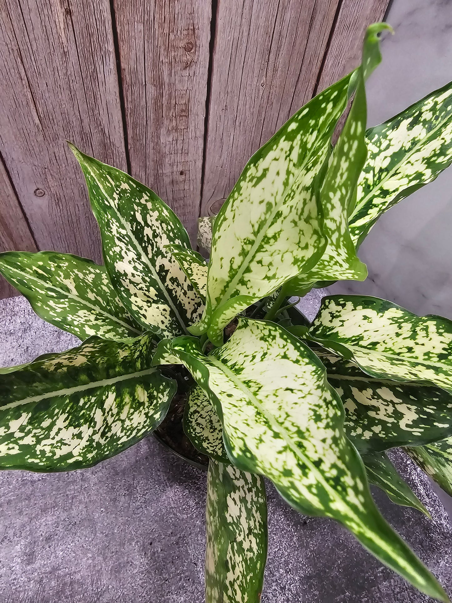 Aglaonema Osaka in growers pot