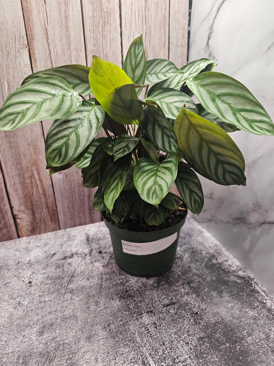 Calathea Exotica in growers pot