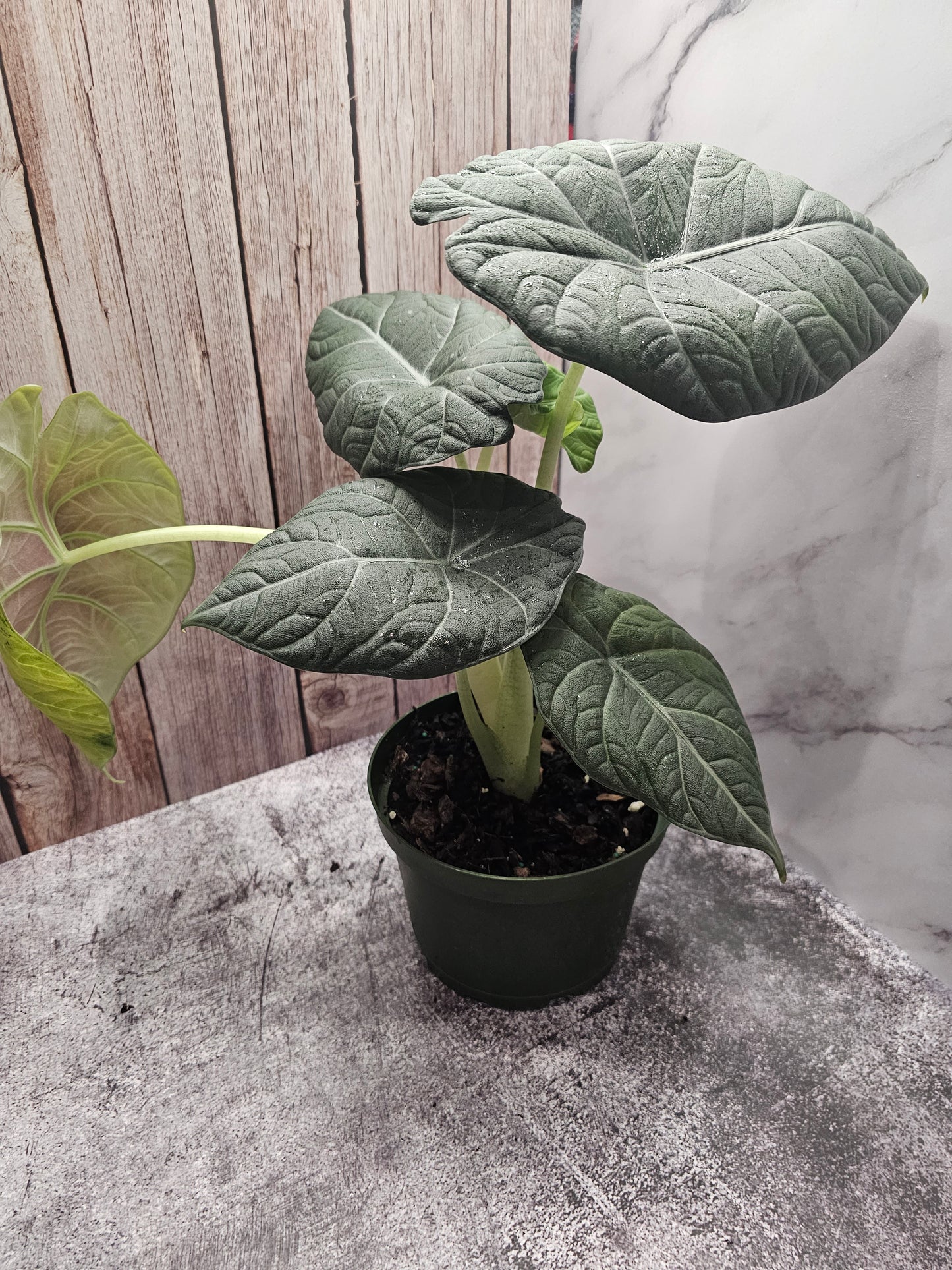 Alocasia Maharani in growers pot