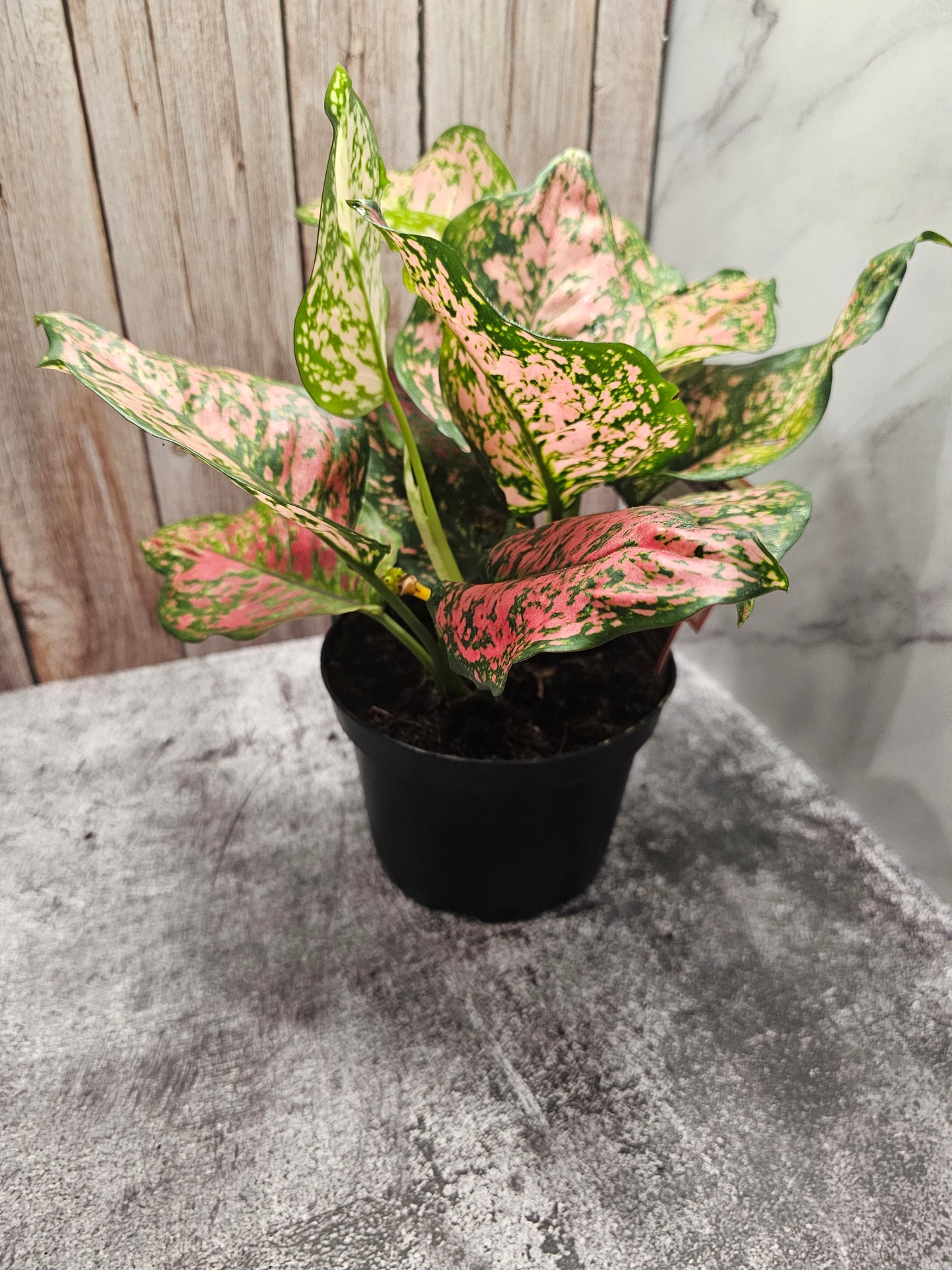 Aglaonema Anyamanee in growers pot