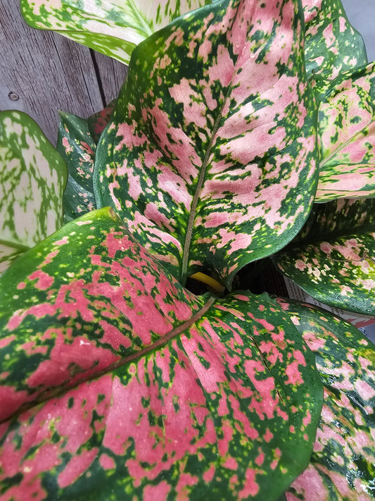 Aglaonema Anyamanee in growers pot