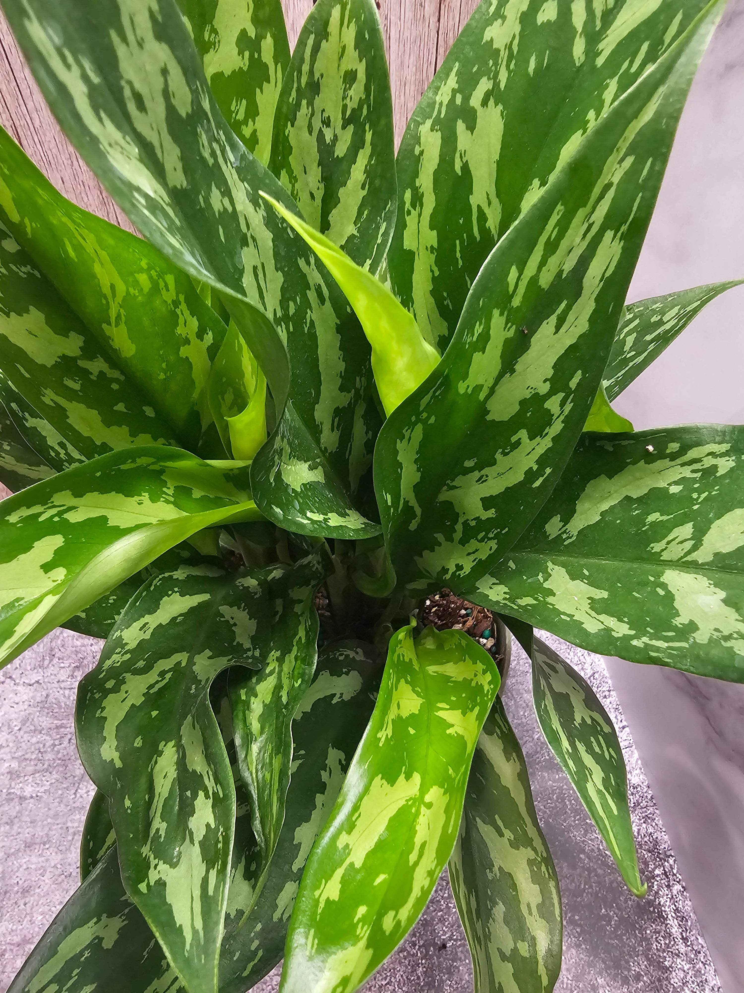 Aglaonema Mary Ann in 6