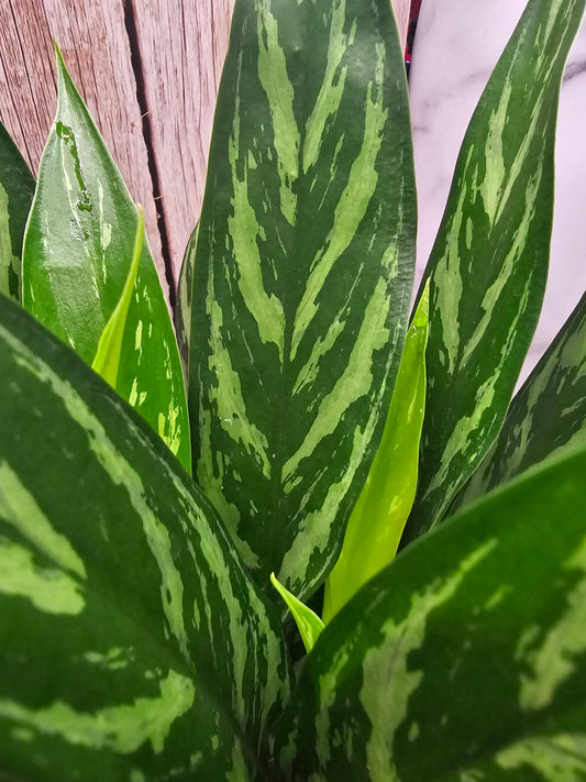 Aglaonema Juliette in growers pot