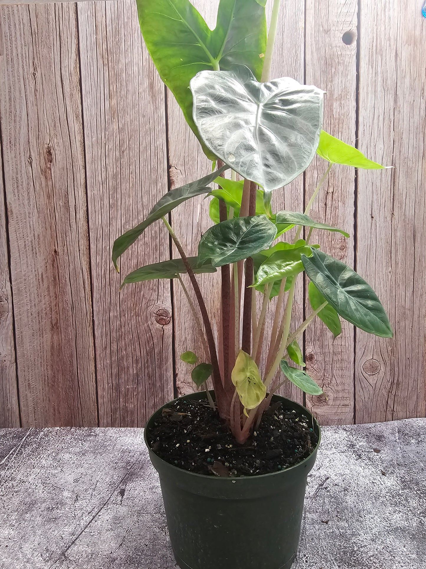 Alocasia Ivory Coast in growers pot