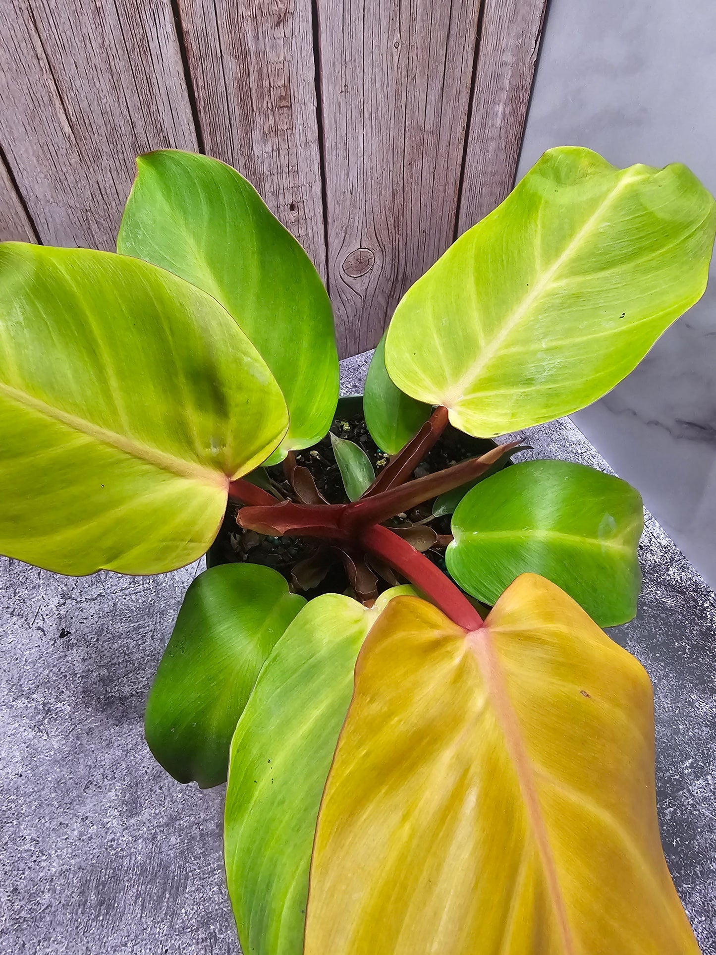 Philodendron McColleys Finale in Growers pot