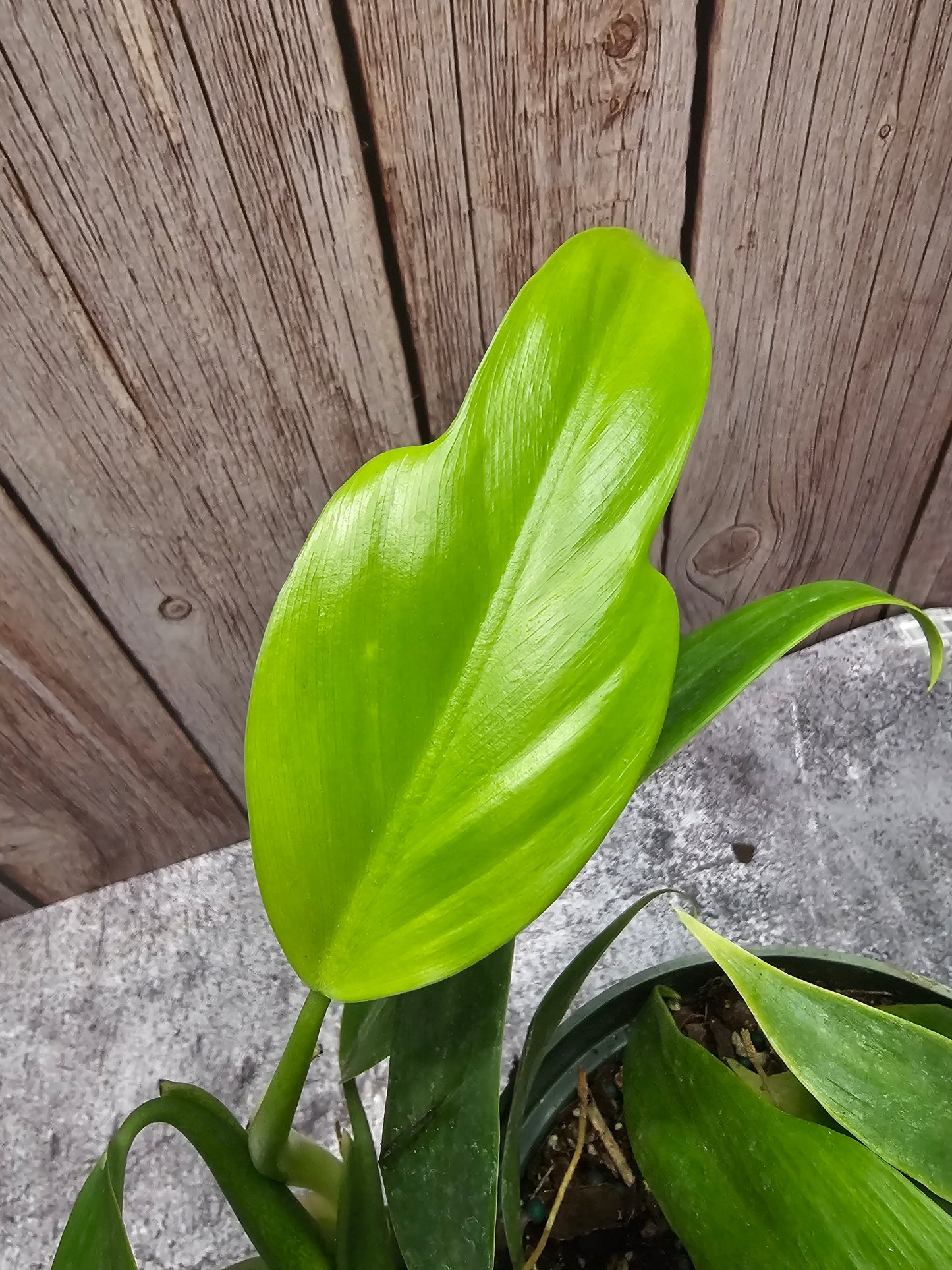 Philodendron Panduriforme in growers pot