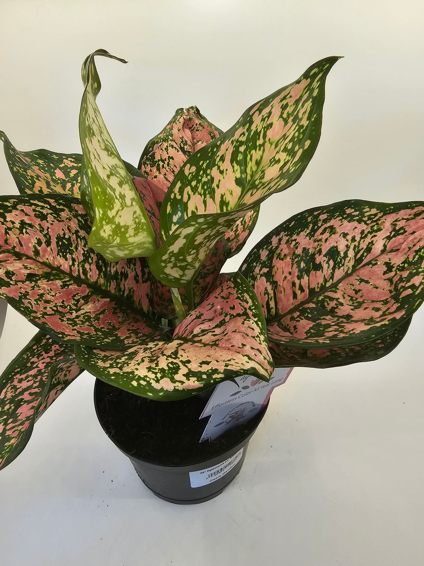 Aglaonema Anyamanee in growers pot