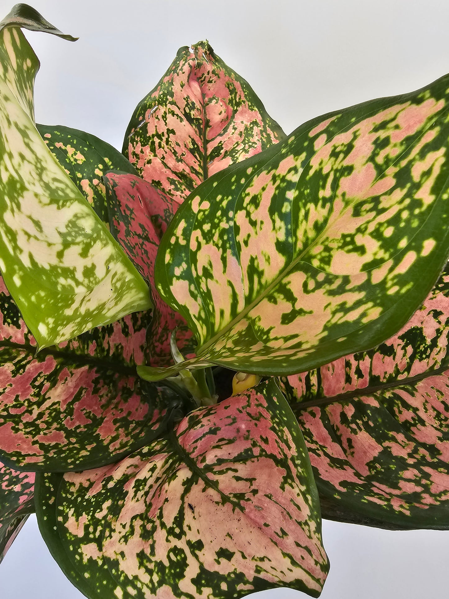 Aglaonema Anyamanee in growers pot