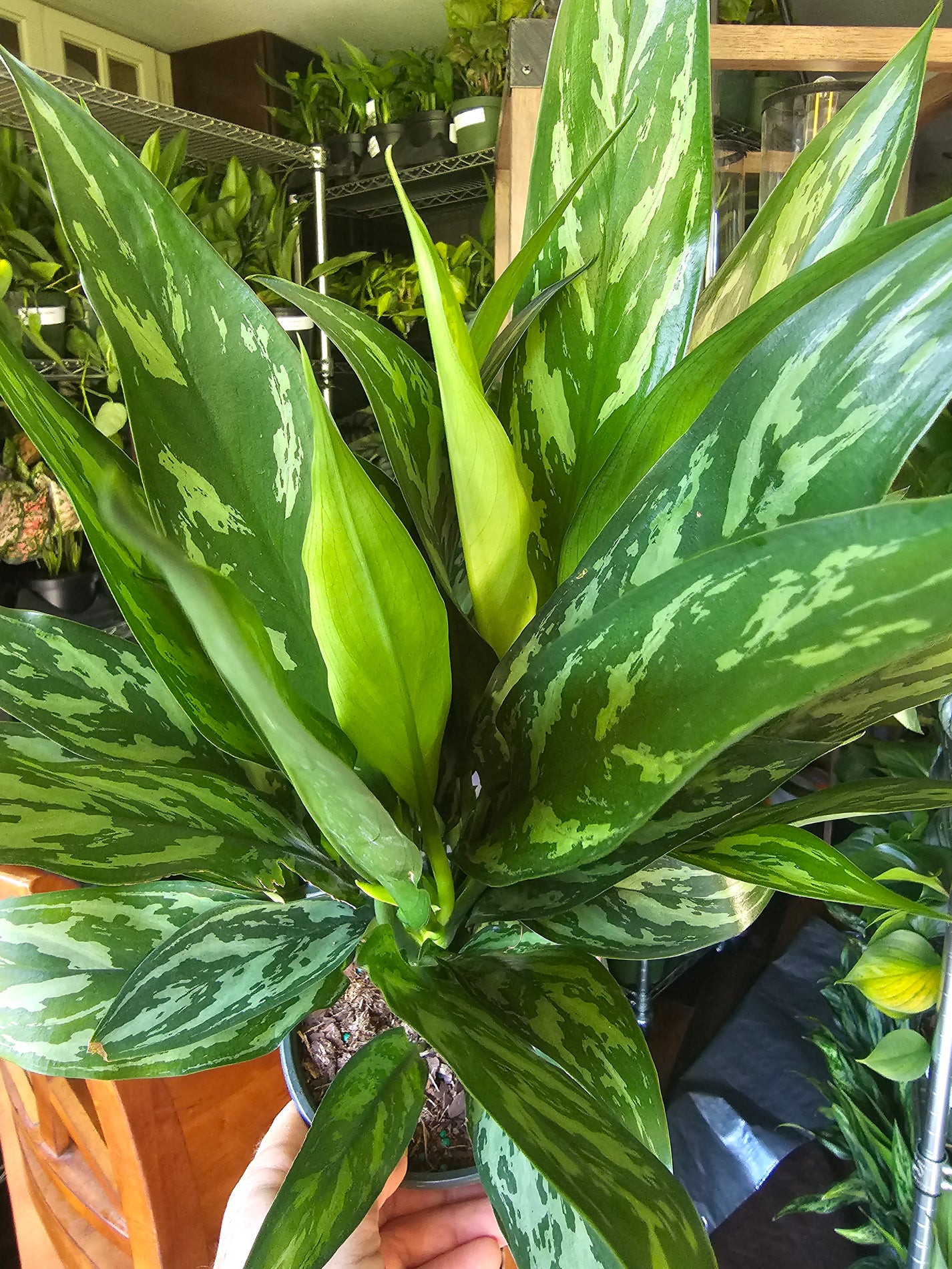 Aglaonema Juliette in growers pot – Oasis Gardens