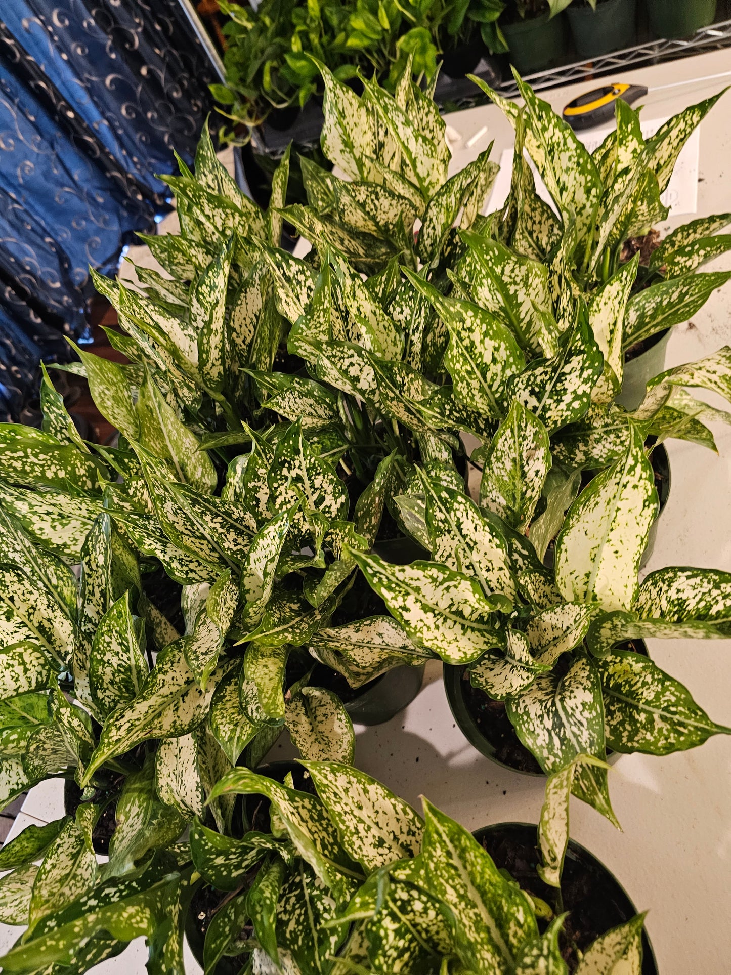 Aglaonema Osaka in growers pot