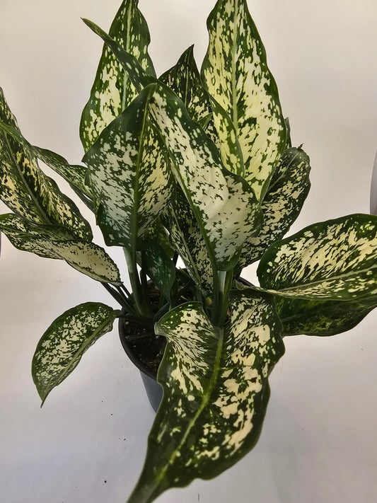 Aglaonema Osaka in growers pot