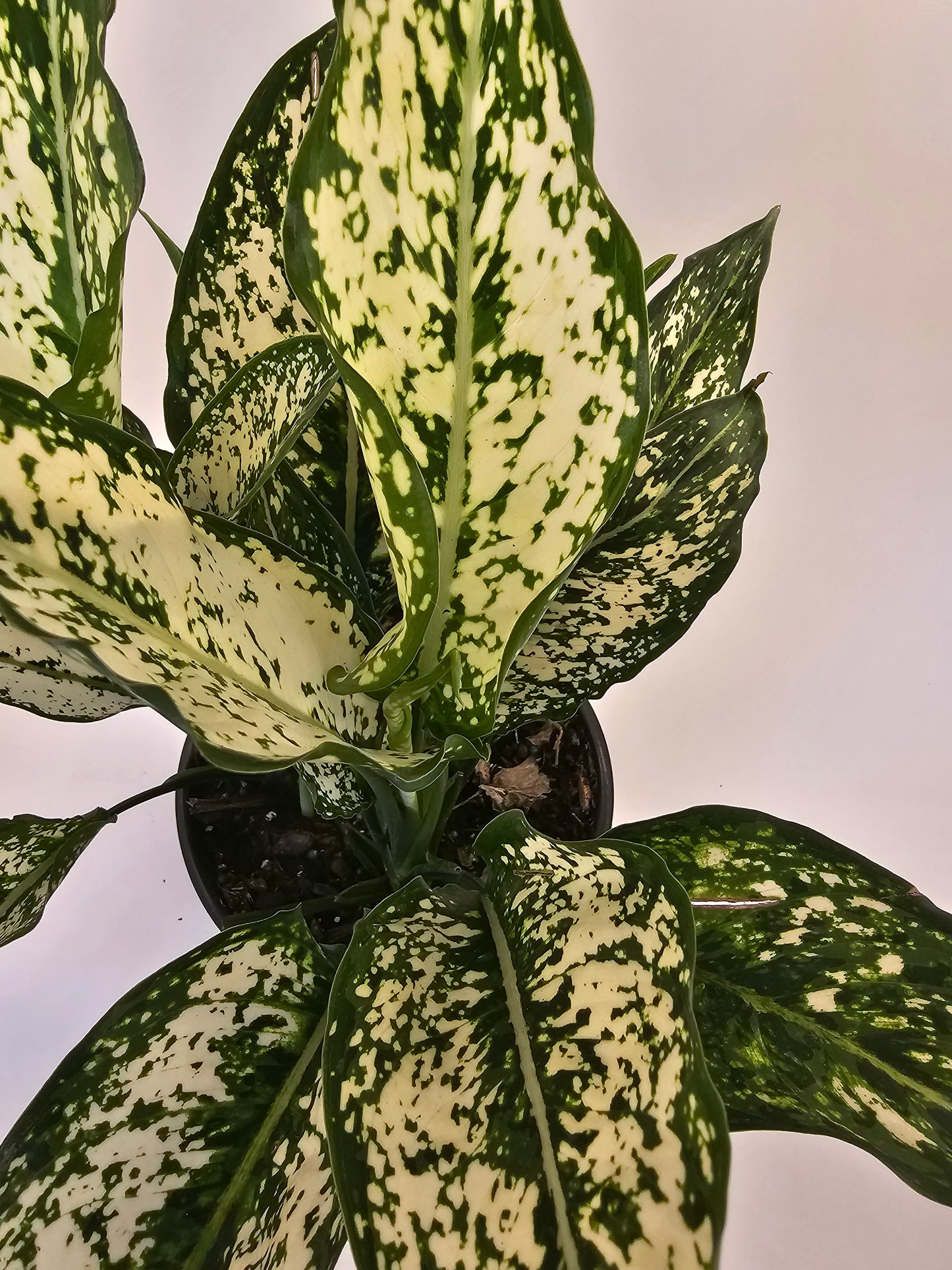 Aglaonema Osaka in growers pot