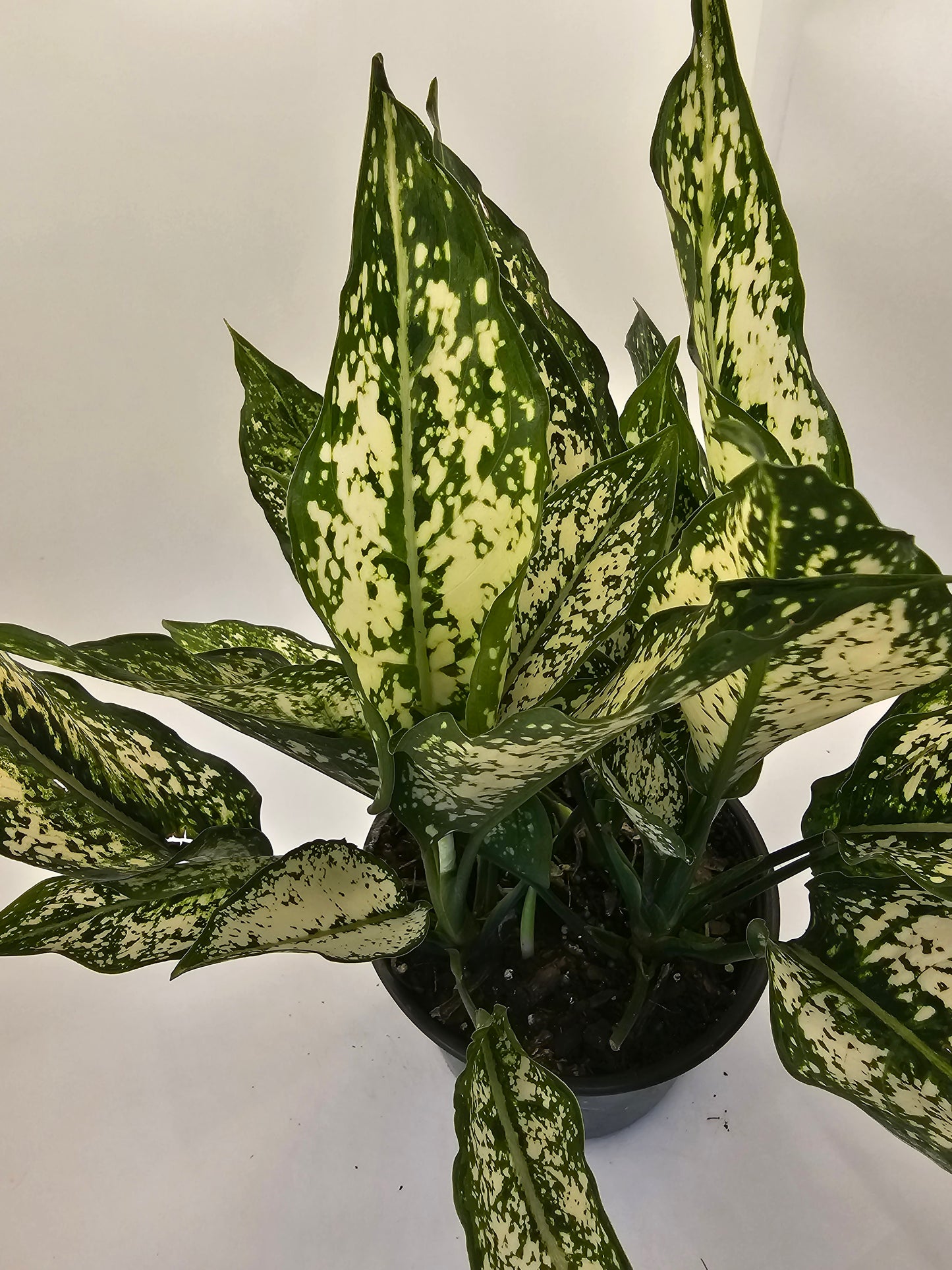 Aglaonema Osaka in growers pot