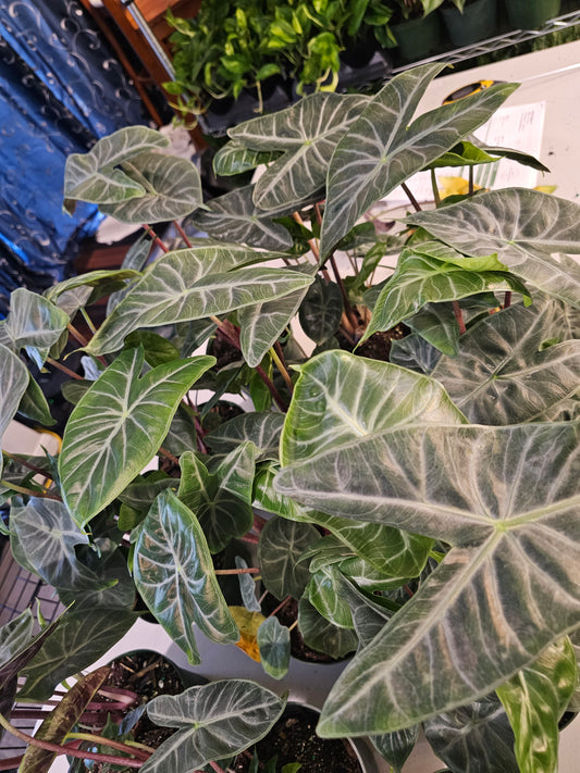 Alocasia Ivory Coast in growers pot