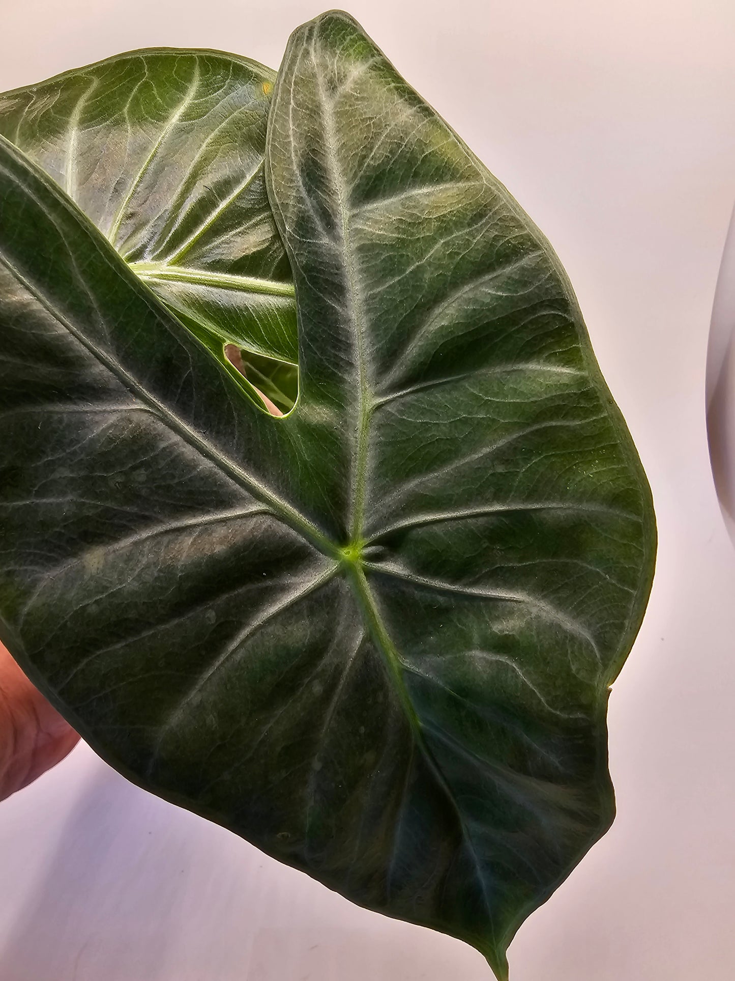 Alocasia Ivory Coast in growers pot