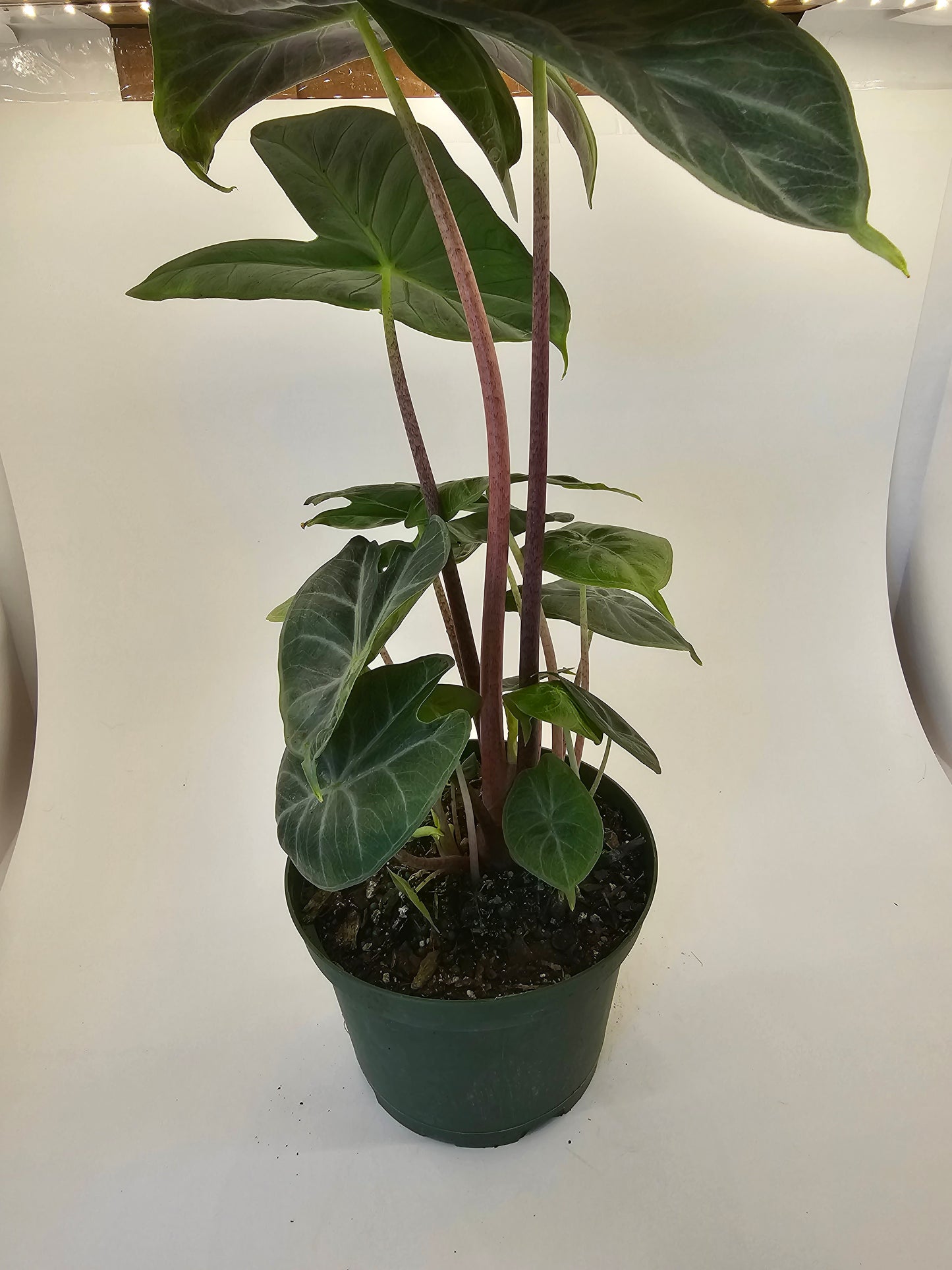 Alocasia Ivory Coast in growers pot