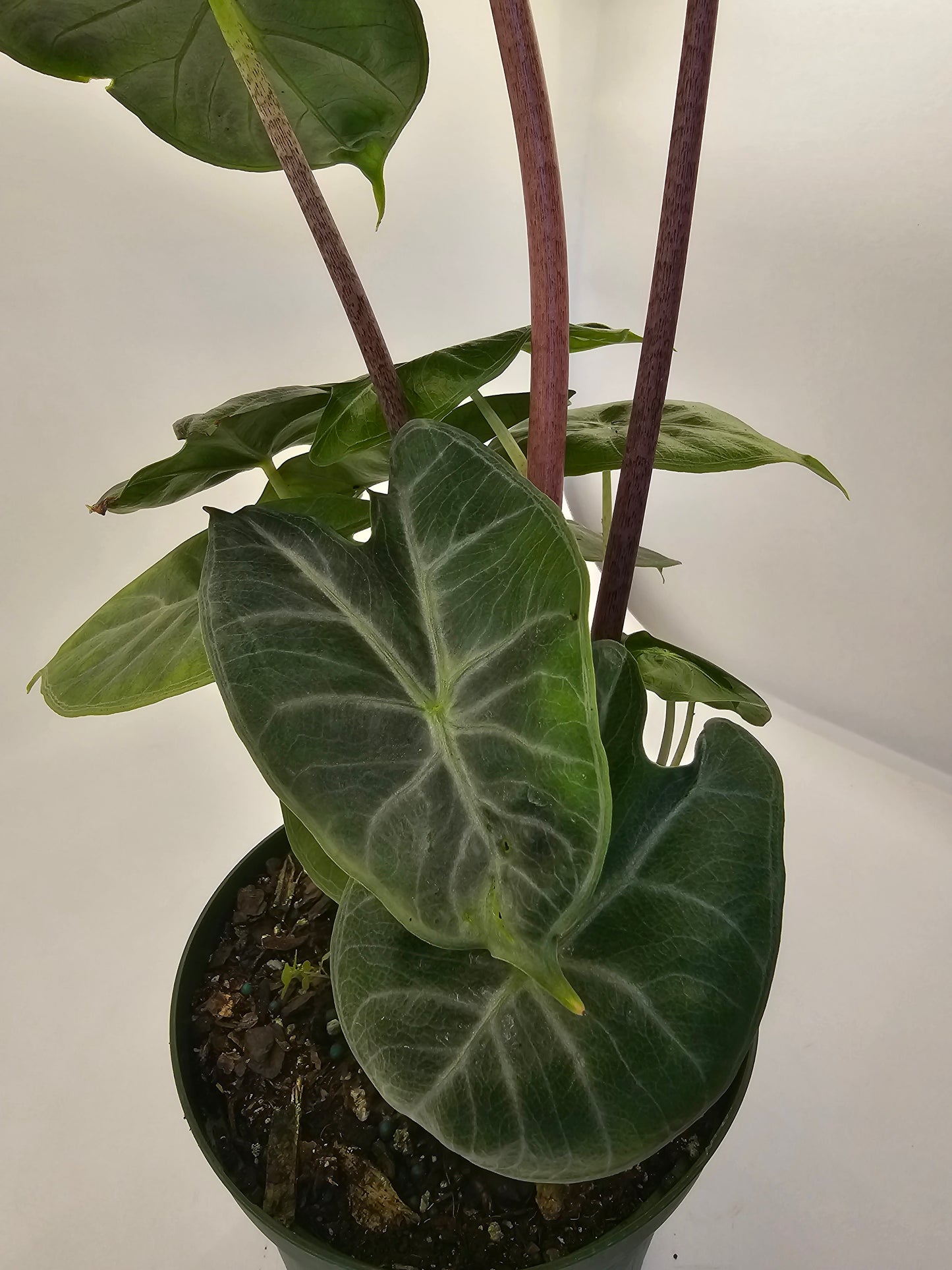 Alocasia Ivory Coast in growers pot