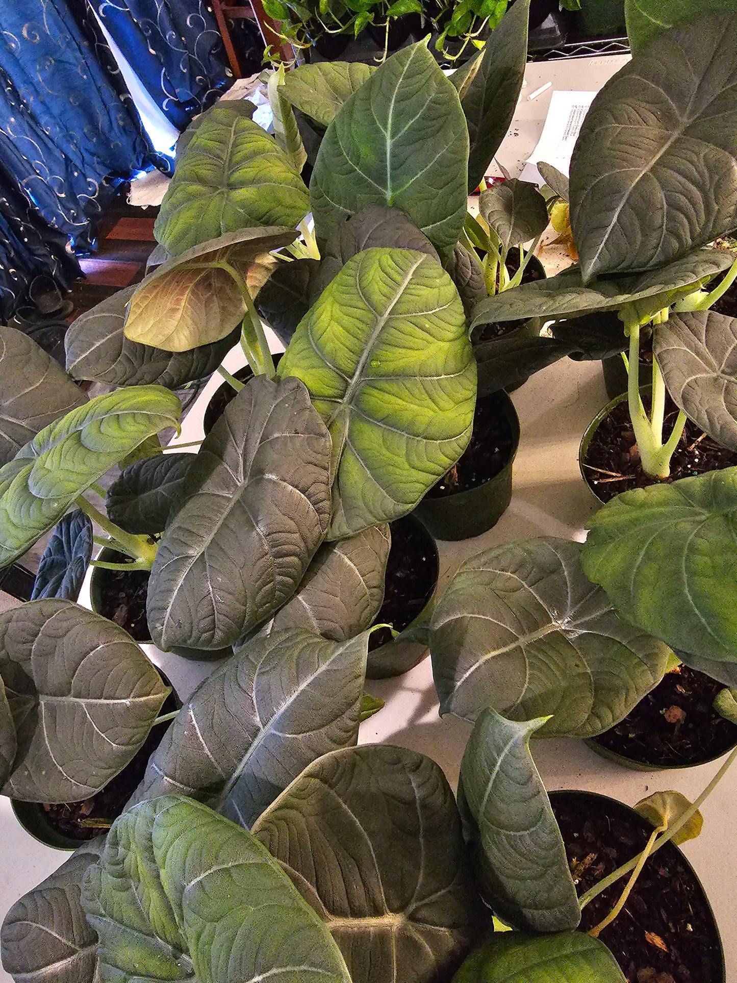 Alocasia Maharani in growers pot