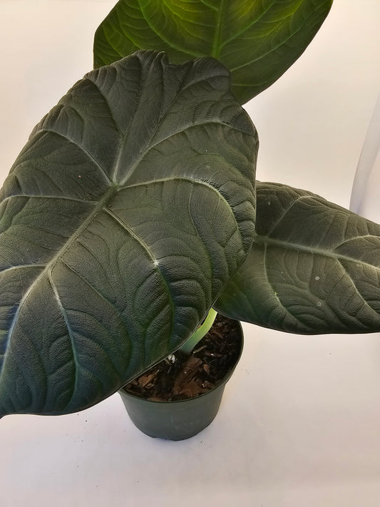 Alocasia Maharani in growers pot