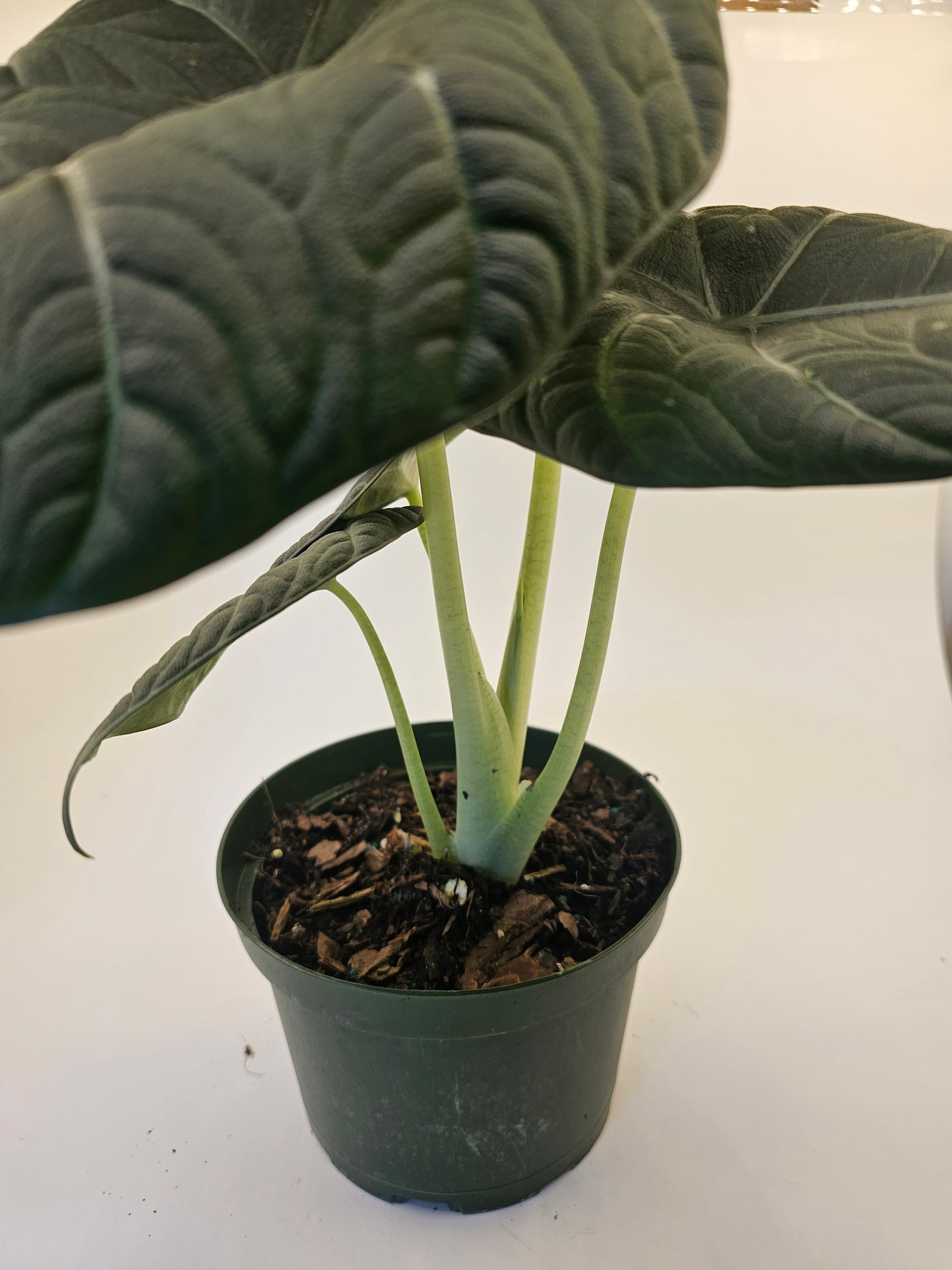 Alocasia Maharani in growers pot