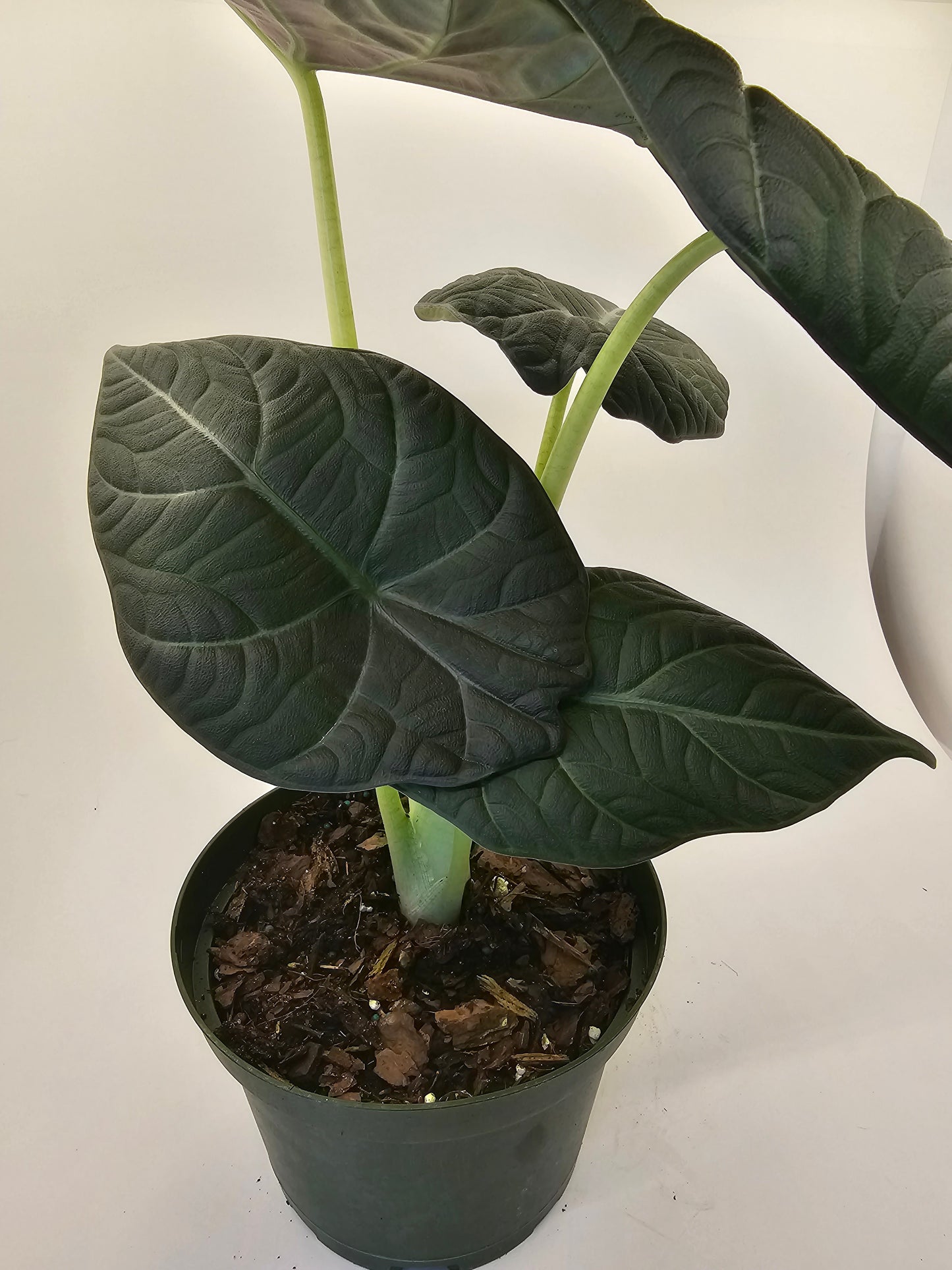 Alocasia Maharani in growers pot