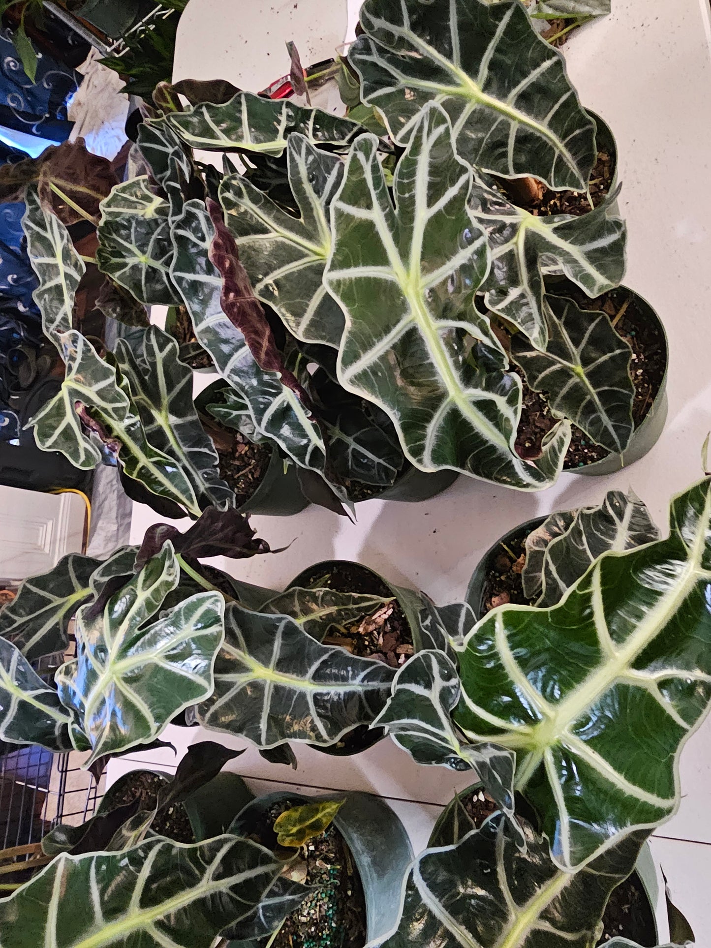 Alocasia Polly in growers pot