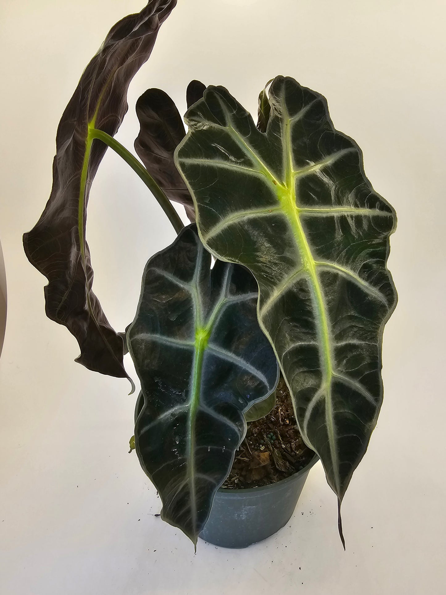 Alocasia Polly in growers pot