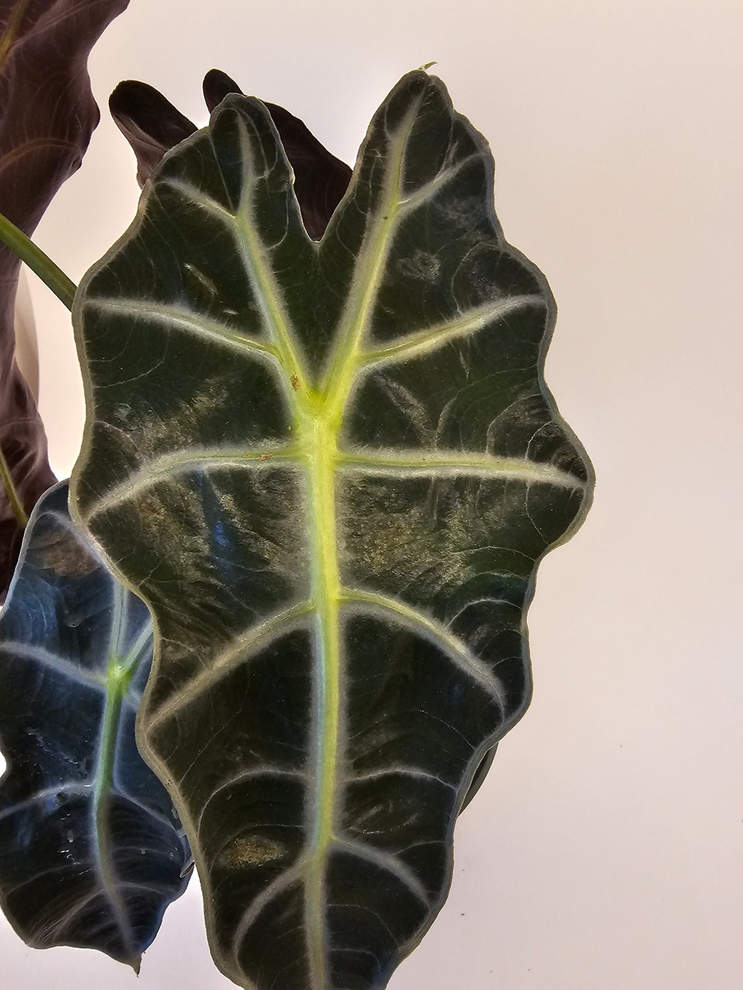 Alocasia Polly in growers pot