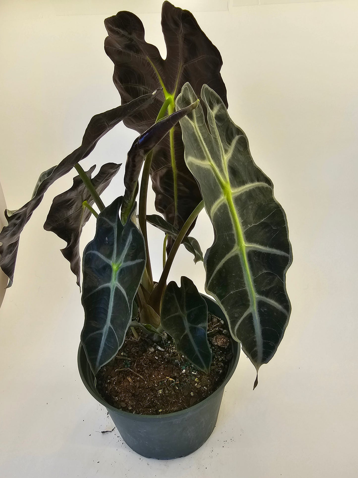 Alocasia Polly in growers pot