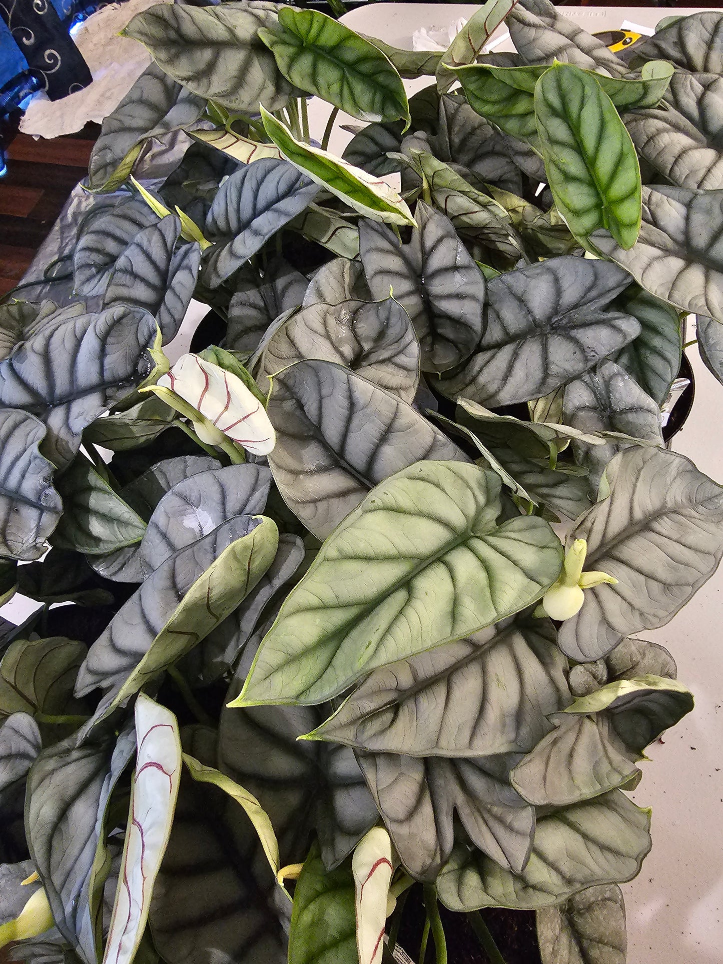 Alocasia Silver Dragon in growers pot