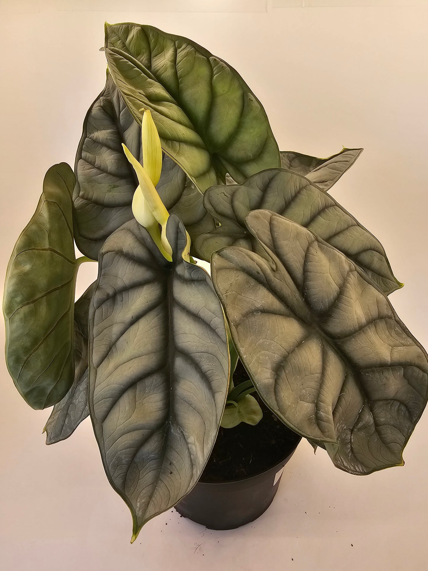 Alocasia Silver Dragon in growers pot