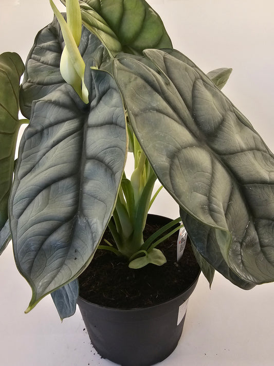 Alocasia Silver Dragon in growers pot