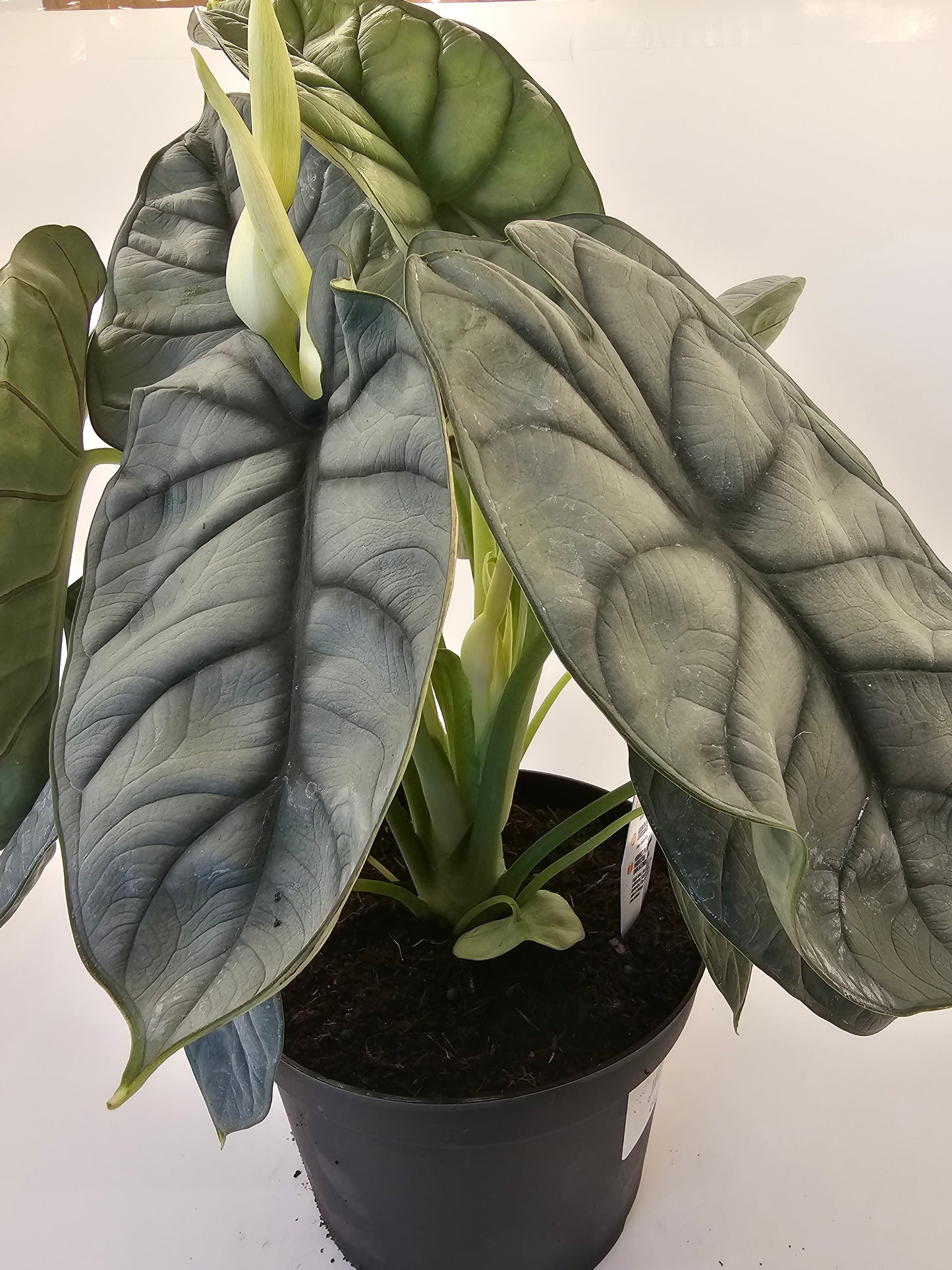 Alocasia Silver Dragon in growers pot