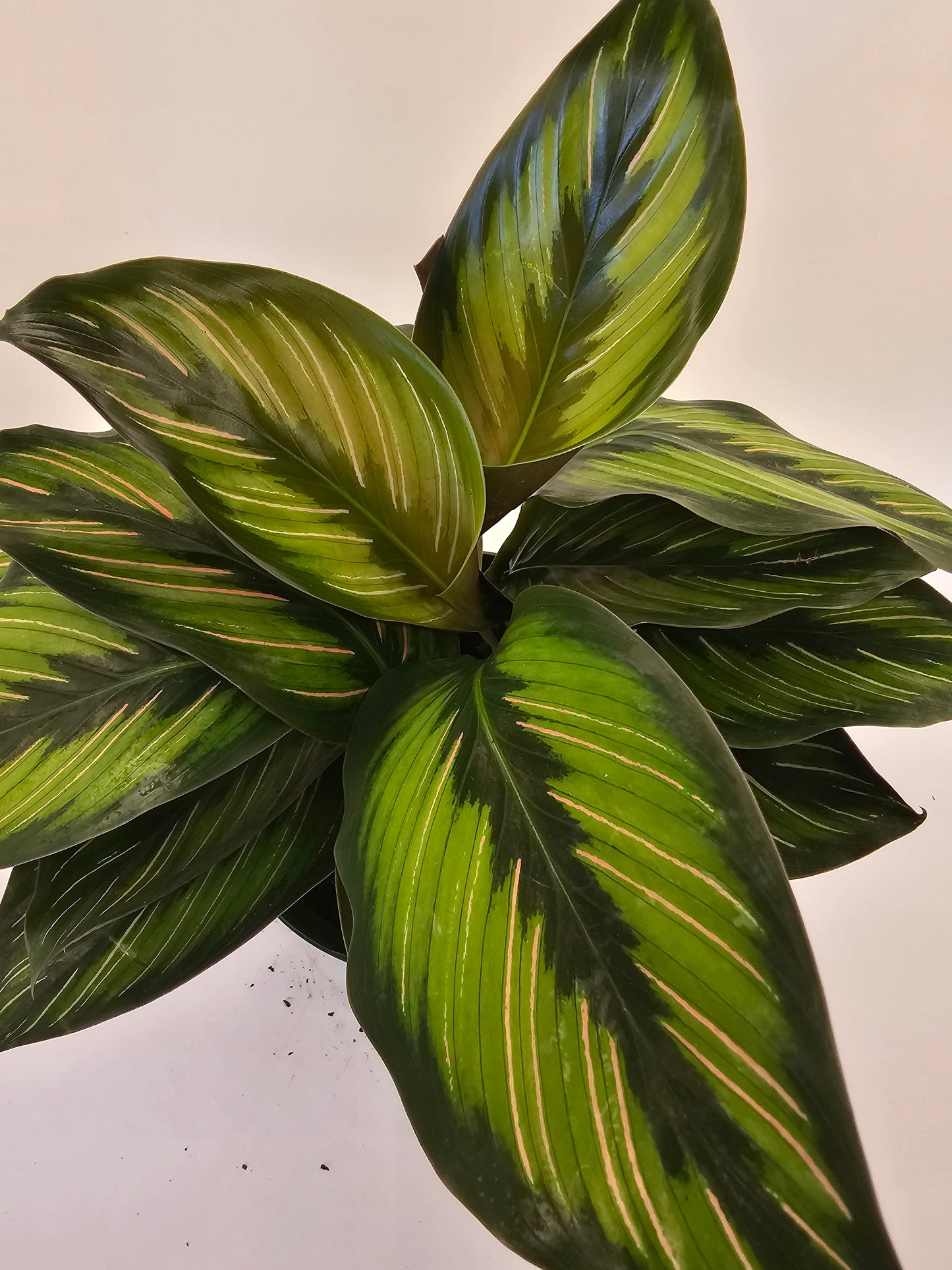 Calathea Beauty Star in Growers pot