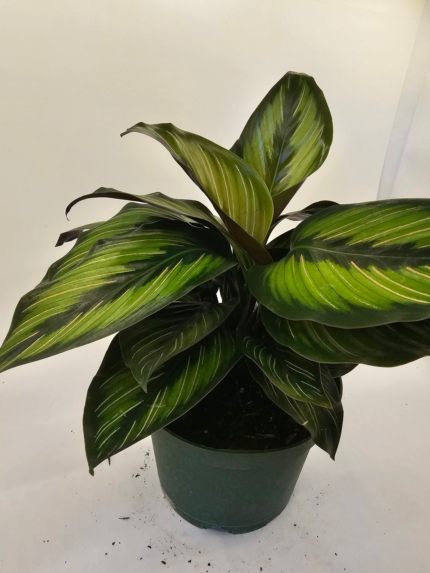 Calathea Beauty Star in Growers pot