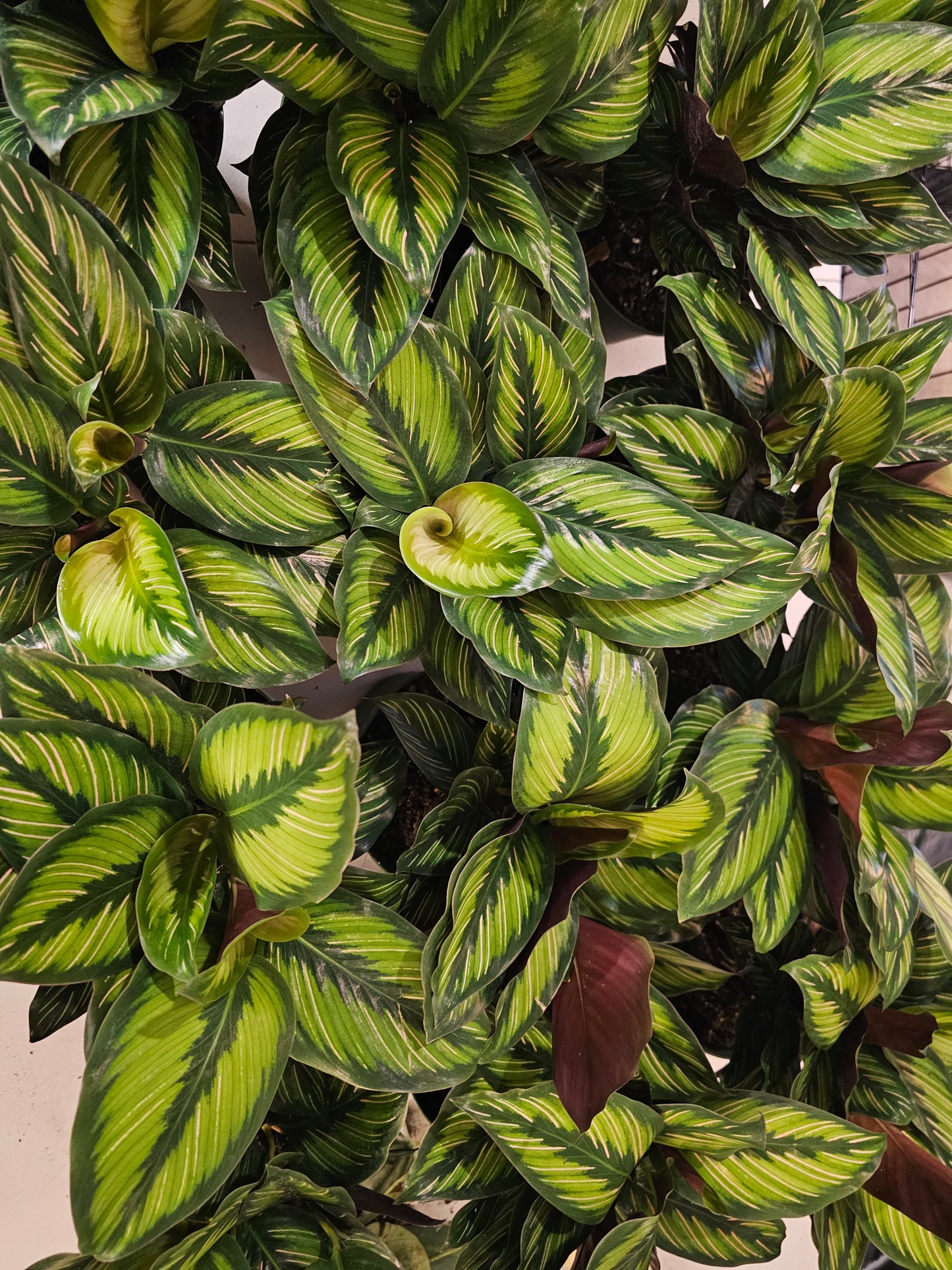 Calathea Beauty Star in Growers pot