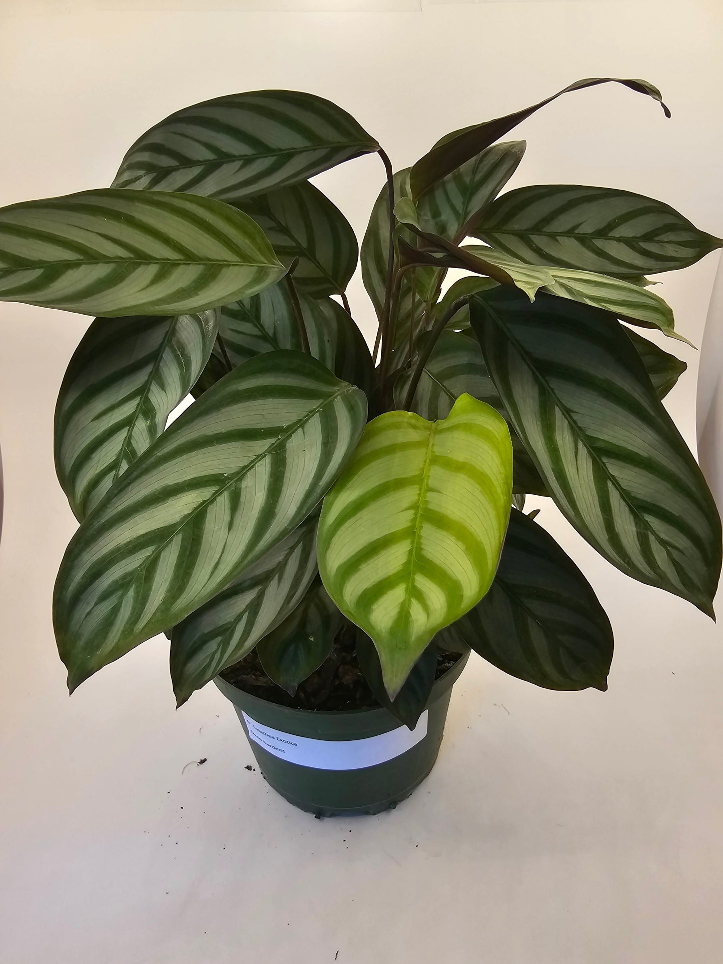 Calathea Exotica in growers pot