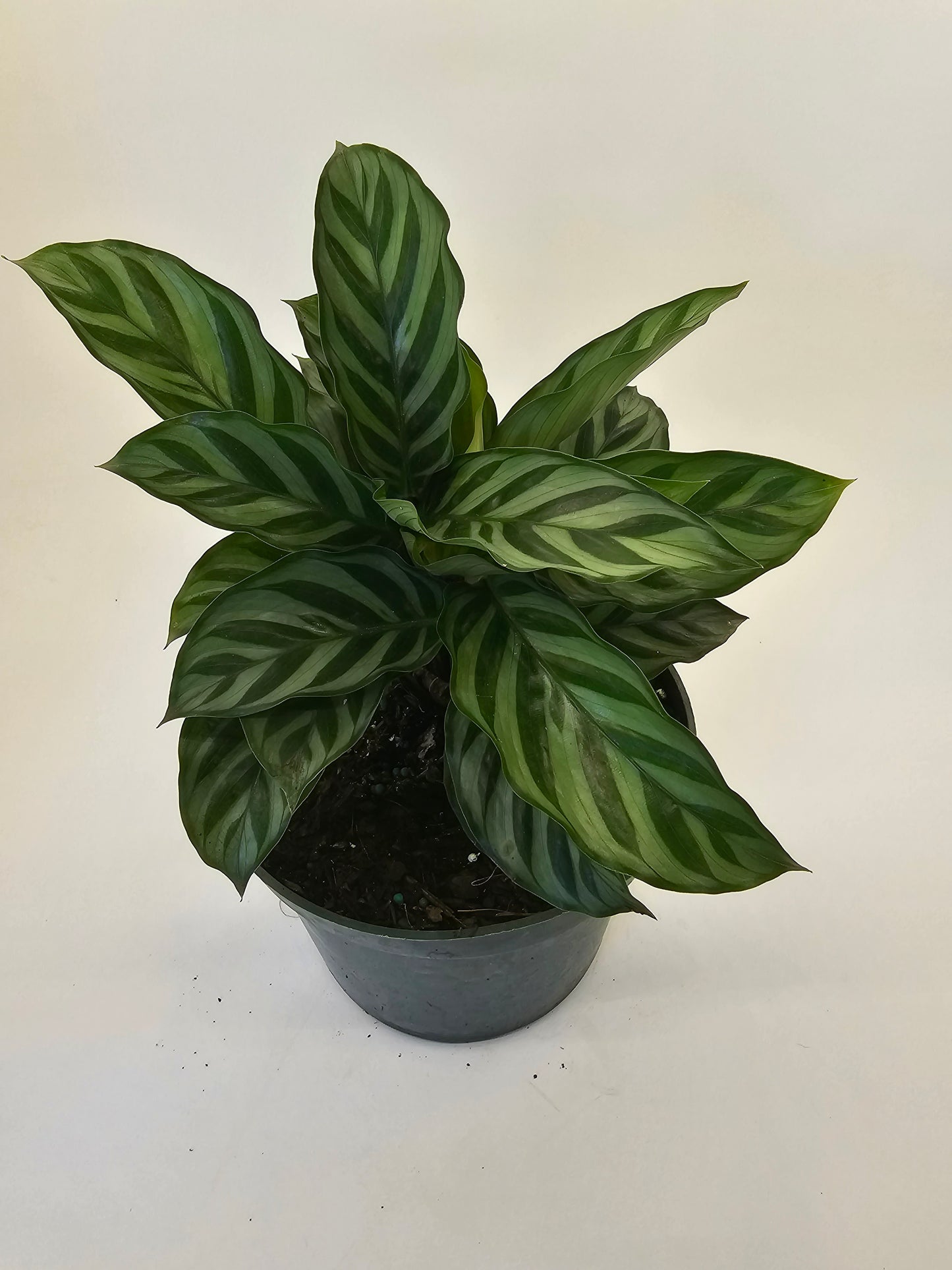 Calathea Freddie in growers pot