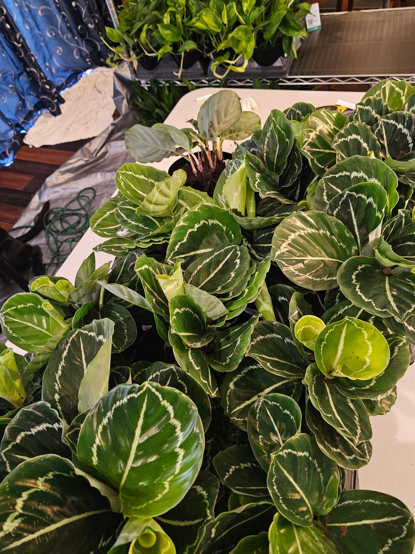 Calathea Jungle Rose in growers pot