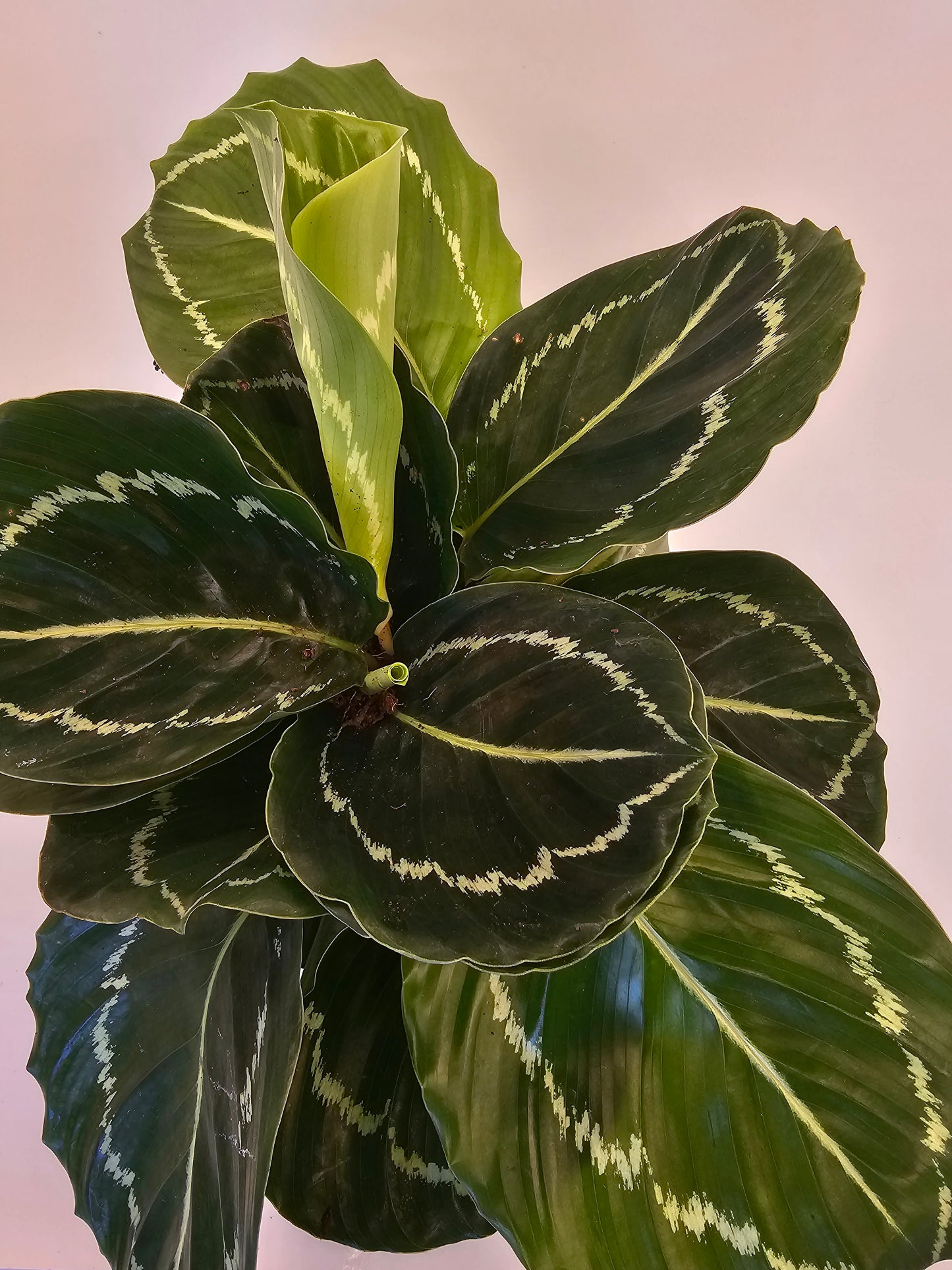 Calathea Jungle Rose in growers pot