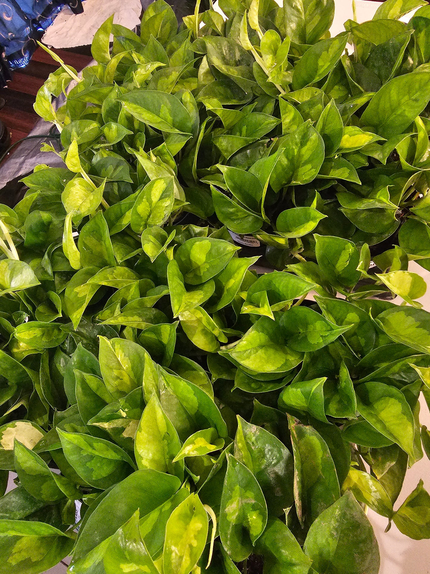 Epipremnum Global Green in growers pot