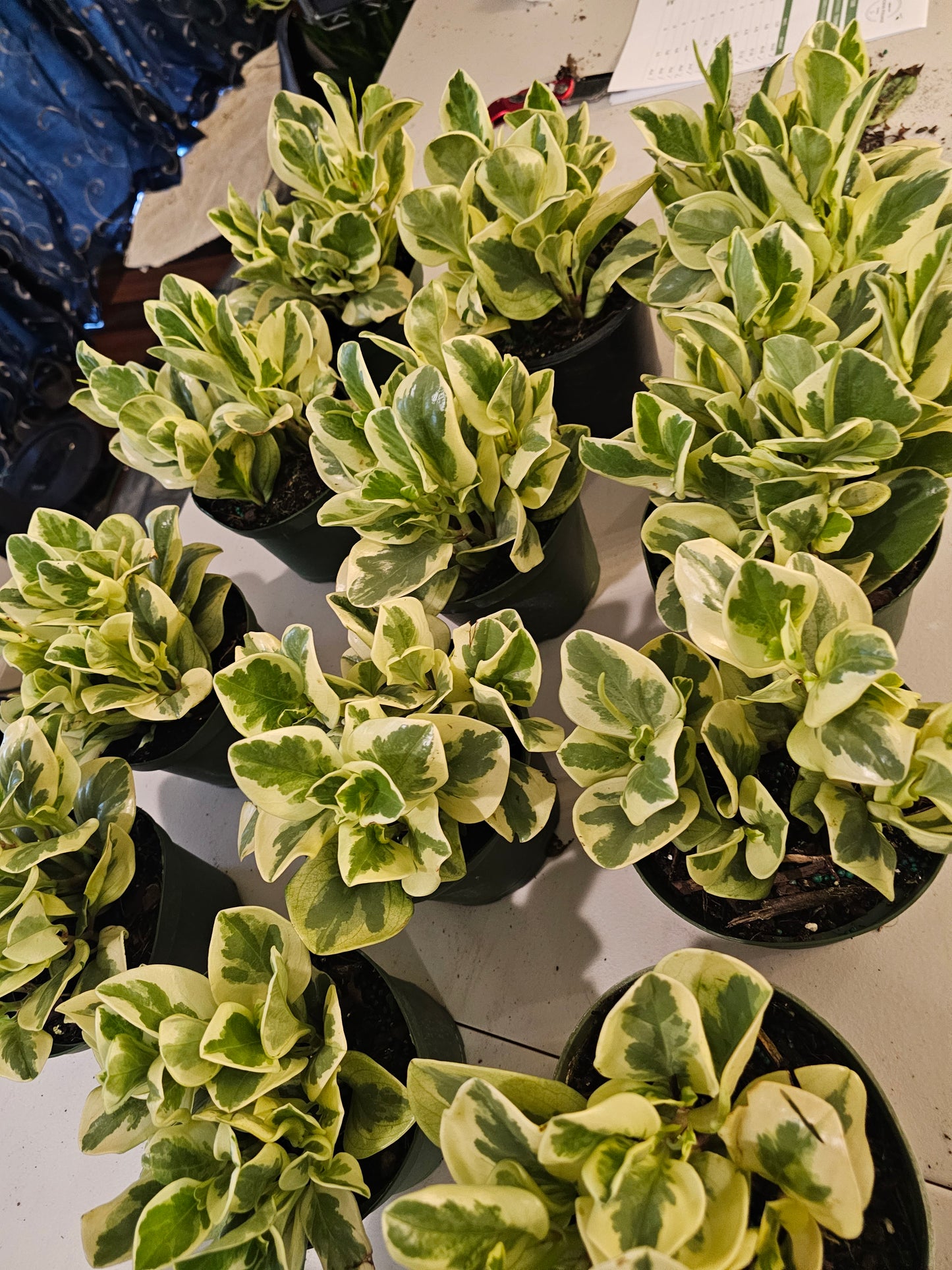 Peperomia Variegated in growers pot