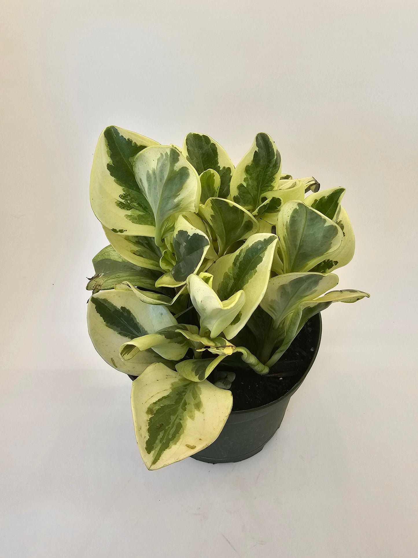 Peperomia Variegated in growers pot