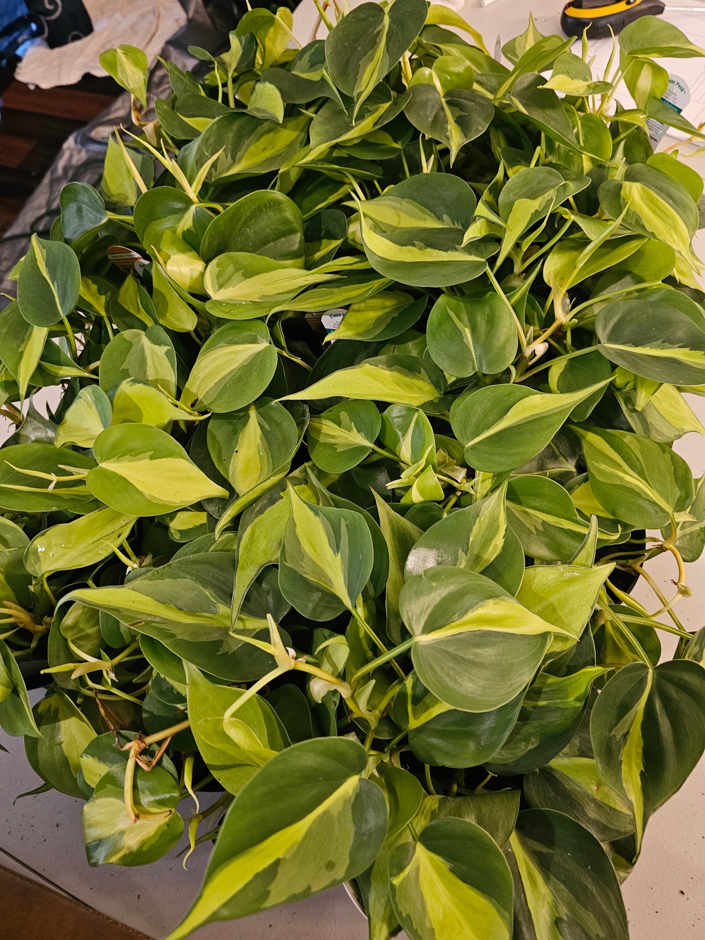 Philodendron Brazil in growers pot