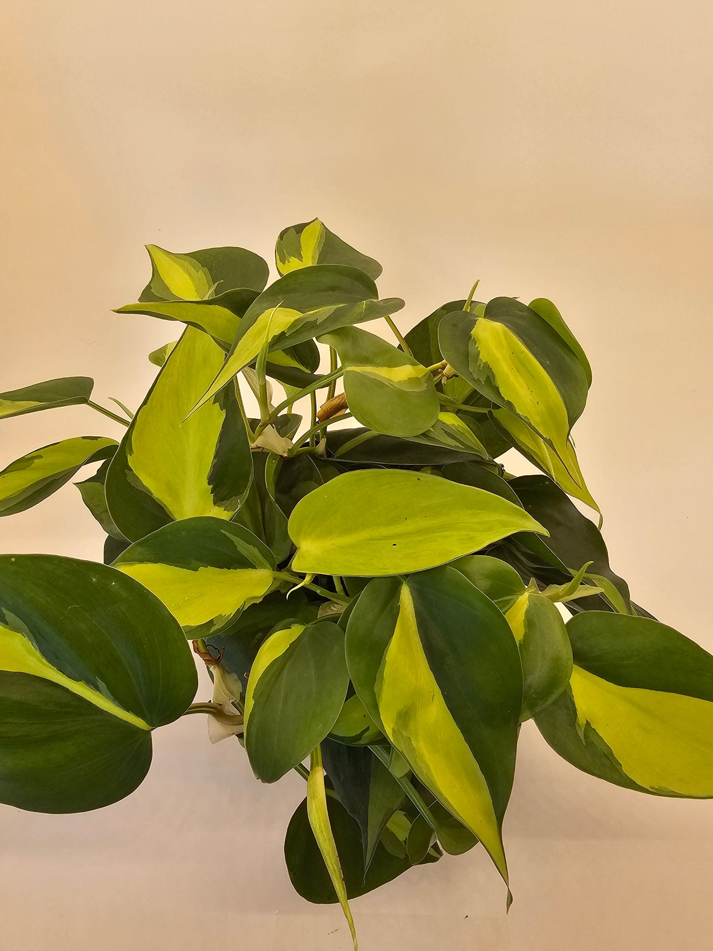 Philodendron Brazil in growers pot