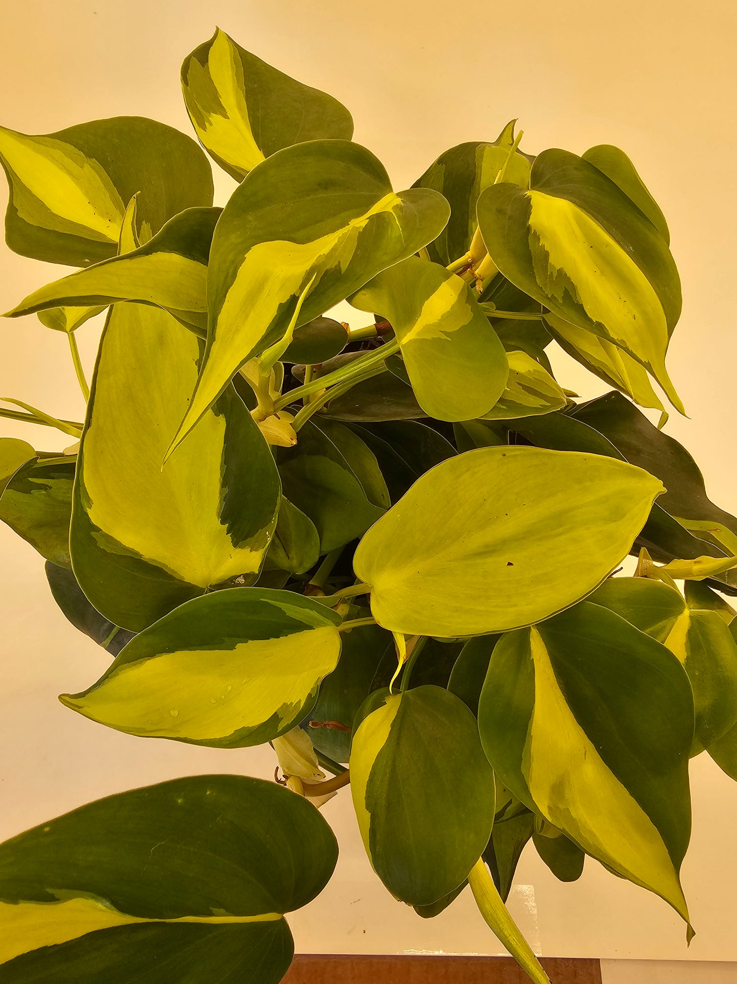 Philodendron Brazil in growers pot